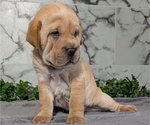Small Photo #35 Cocker-Pei Puppy For Sale in GOSHEN, IN, USA