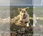 Small #2 German Shepherd Dog Mix