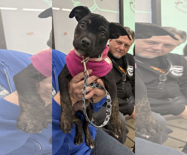 Medium Photo #3 Mutt Puppy For Sale in Clarkston, MI, USA