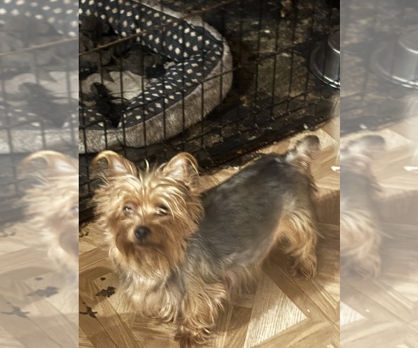 Medium Photo #1 Yorkshire Terrier Puppy For Sale in DENHAM SPRINGS, LA, USA