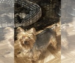 Small Photo #1 Yorkshire Terrier Puppy For Sale in DENHAM SPRINGS, LA, USA