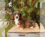 Small Photo #1 Dachshund Puppy For Sale in MIDDLEBURY, IN, USA