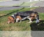 Small #1 Basset Hound