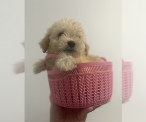ShihPoo Puppy for sale in KENNEWICK, WA, USA
