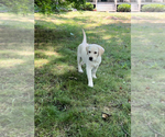 Small #17 Labrador Retriever