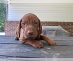 Small #12 Vizsla
