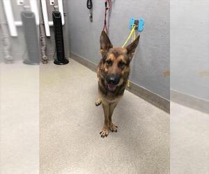 German Shepherd Dog-Unknown Mix Dogs for adoption in Las Vegas, NV, USA
