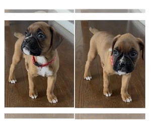 Boxer Puppy for sale in EAST FREETOWN, MA, USA