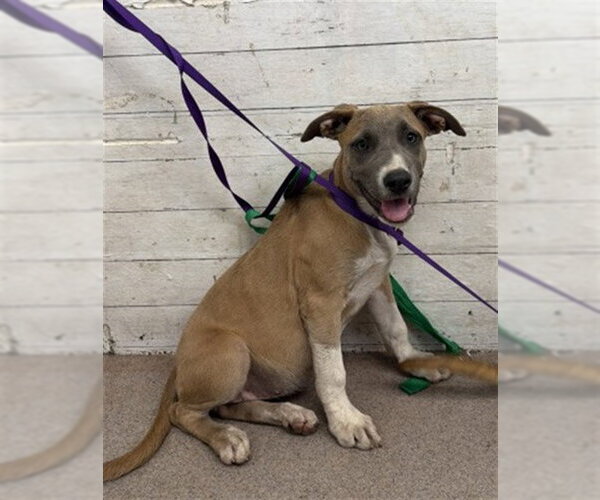 Medium Photo #1 Carolina Dog-Unknown Mix Puppy For Sale in San Bernardino, CA, USA