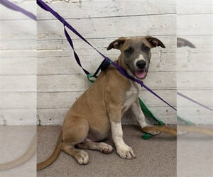 Carolina Dog-Unknown Mix Dogs for adoption in San Bernardino, CA, USA