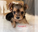 Small Photo #7 Yorkshire Terrier Puppy For Sale in HAMPTON, VA, USA