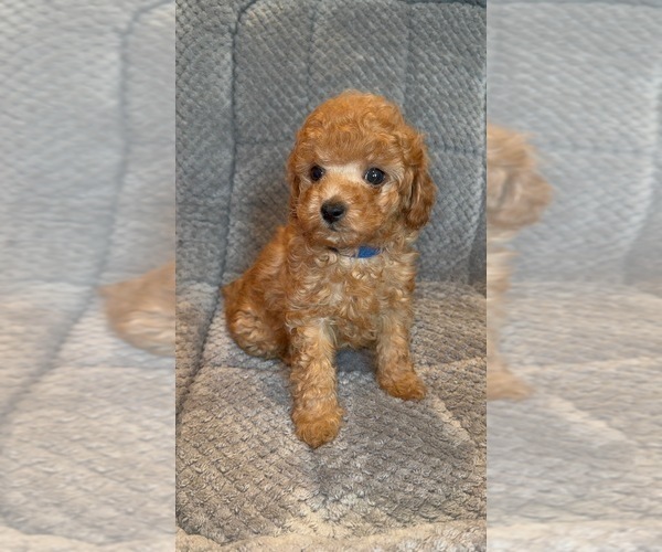 Medium Photo #4 Poodle (Toy) Puppy For Sale in SAN BERNARDINO, CA, USA