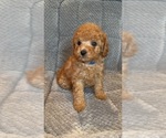 Small #3 Poodle (Toy)