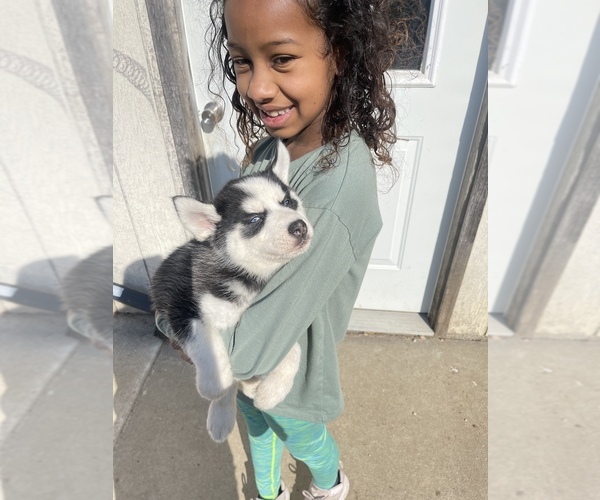 Medium Photo #27 Siberian Husky Puppy For Sale in TRIMBLE, MO, USA