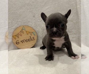 Faux Frenchbo Bulldog Puppy for sale in RIDGEVILLE, SC, USA