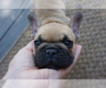 Small Photo #5 French Bulldog Puppy For Sale in LOUISVILLE, CO, USA