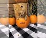 Small Photo #1 Golden Retriever Puppy For Sale in BRISTOL, VT, USA