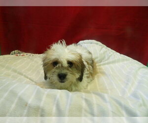 Zuchon Puppy for sale in PATERSON, NJ, USA