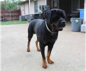 Father of the Rottweiler puppies born on 07/21/2025