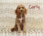 Small Photo #1 Cavapoo-Miniature Bernedoodle Mix Puppy For Sale in DENVER, PA, USA
