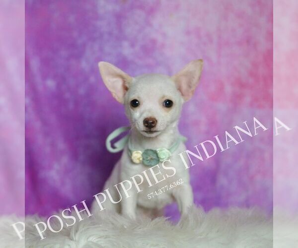 Medium Photo #3 Chihuahua Puppy For Sale in WARSAW, IN, USA