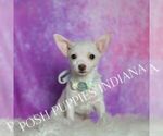 Small Photo #3 Chihuahua Puppy For Sale in WARSAW, IN, USA