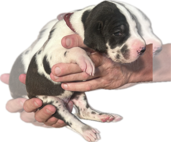 Medium Photo #35 Great Dane Puppy For Sale in WILLIS, TX, USA