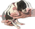 Small Photo #35 Great Dane Puppy For Sale in WILLIS, TX, USA