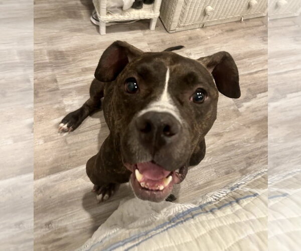 Medium Photo #6 Mutt Puppy For Sale in Mount Laurel, NJ, USA