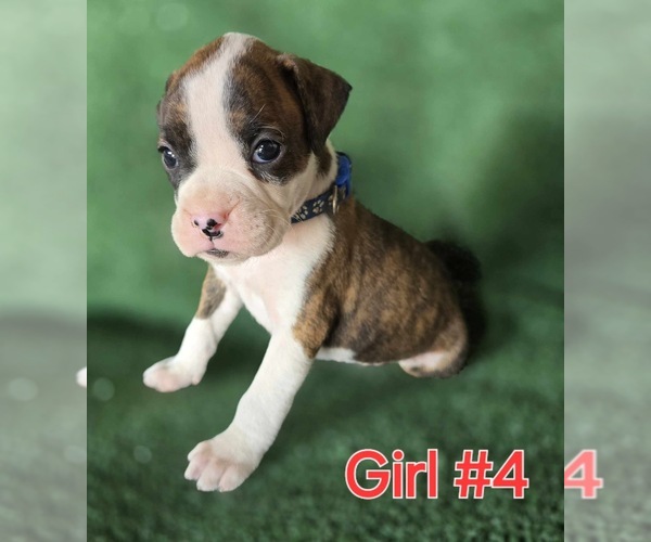 Medium Photo #6 Boxer Puppy For Sale in VICTORIA, TX, USA