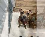 Small #6 Bullboxer Pit