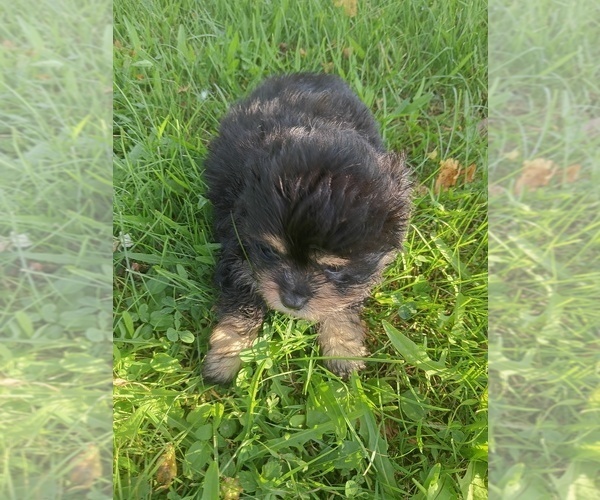 Medium Photo #3 Malchi Puppy For Sale in WOBURN, MA, USA