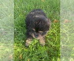 Small #2 Malchi