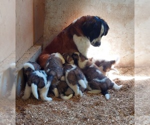 Mother of the Saint Bernard puppies born on 06/21/2021