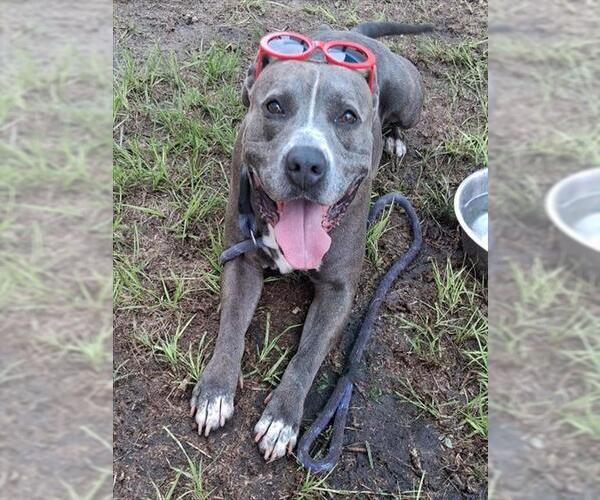 Medium Photo #2 American Pit Bull Terrier Puppy For Sale in Ocala, FL, USA