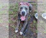 Small #1 American Pit Bull Terrier