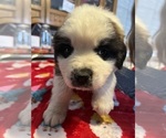 Small Photo #23 Saint Bernard Puppy For Sale in NEW MARKET, IA, USA
