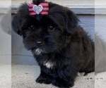 Small #1 Morkie-Poodle (Toy) Mix