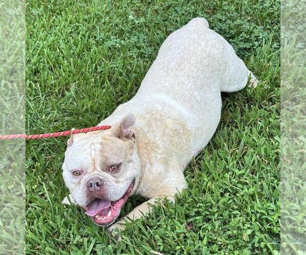 Medium Photo #4 Bulldog-Unknown Mix Puppy For Sale in Yardley, PA, USA