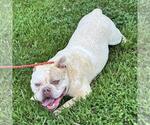 Small #3 Bulldog Mix