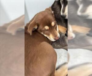 Siberian Husky Dogs for adoption in Houston, TX, USA