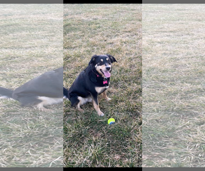 BAILEY (BONDED W/COOPER)(COURTESY POST) - Female Mutt Dog for Adoption - Photo #2