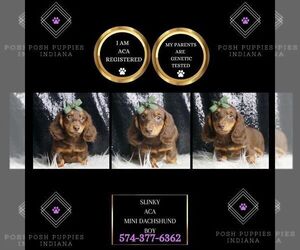 Dachshund Puppy for sale in WARSAW, IN, USA
