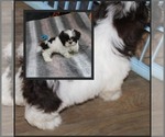 Image preview for Ad Listing. Nickname: Mr Gizmo