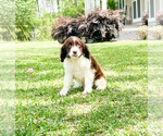 Small Photo #7 English Springer Spaniel Puppy For Sale in FITZGERALD, GA, USA