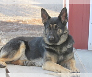 Mother of the German Shepherd Dog puppies born on 02/26/2026