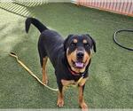 Small Rottweiler Mix