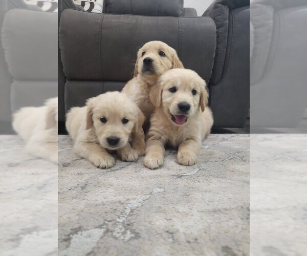 Medium Photo #9 Golden Retriever Puppy For Sale in SACRAMENTO, CA, USA