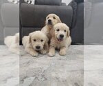 Small #8 Golden Retriever