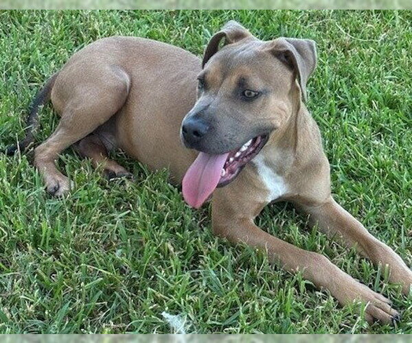 Medium Photo #3 Black Mouth Cur-Unknown Mix Puppy For Sale in Houston, TX, USA